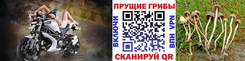 Псилоцибиновые грибы Magic Shrooms  где можно купить   Озёры 